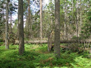 Skog.jpg